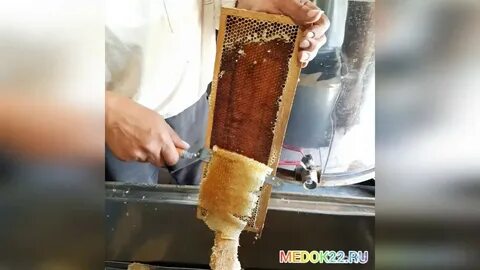 Качка первого меда
