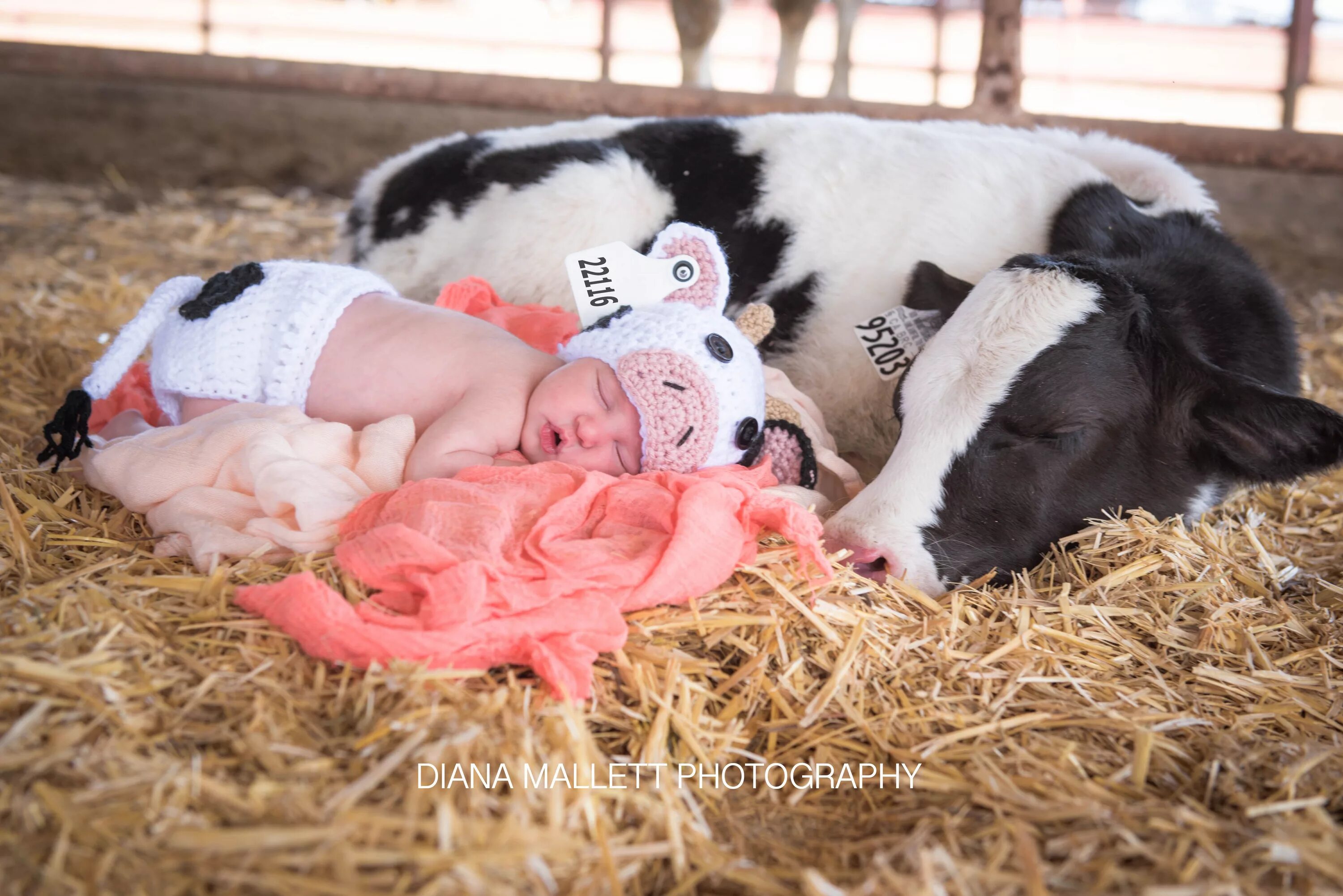 Новорожденный телеленок. Корова для детей. Какие рождаются телята