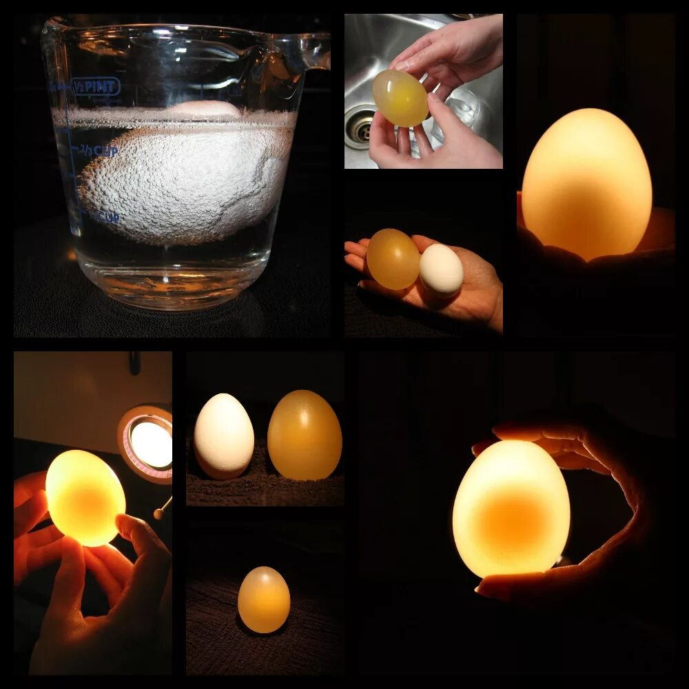 Яйцо в уксусе эксперимент. Опыт с яйцом. Опыт с яйцом и уксусом. Опыты с яйцом для детей. Почему яйцо как вода