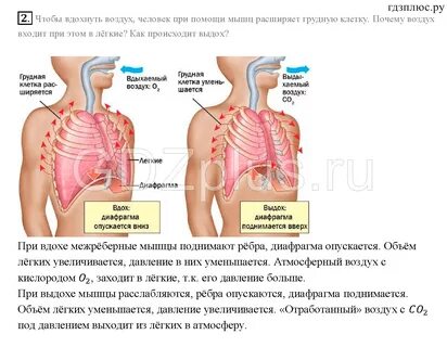 Выдох воздуха из легких