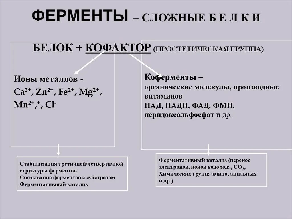 Ферменты сложные белки. Простетическая группа фермента это. Примеры простетических групп ферментов. Простетические группы ферментов примеры. Сложные ферменты примеры.