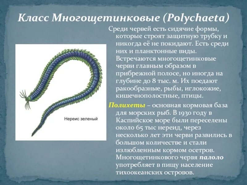 Почему многощетинковые получили такое название. Класс кольчатых червей тип многощетинковые. многощетинковые черви и малощетинковые черви. кольчатые черви класс полихеты. многощетинковые кольчатые черви.