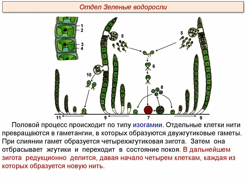 Жизненный цикл водорослей улотрикс. Цикл растения водоросли улотрикс. Нитчатая водоросль улотрикс. Улотрикс цикл размножения. Что является гаметофитом улотрикса