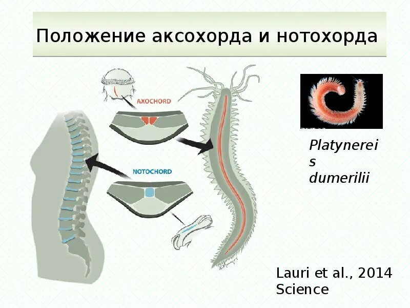 Хордовые человек. Хордовые строение. Происхождение хордовых. Хордовые имеют хорда превращается в позвоночник.