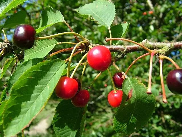 Плодоносящая вишня. Вишня птичья – cerasus avium. черешнявишня птичья (prunus ревна). черешнявишня птичья (prunus брянская). черешня прунус.