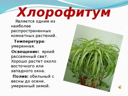 Хлорофитум полив