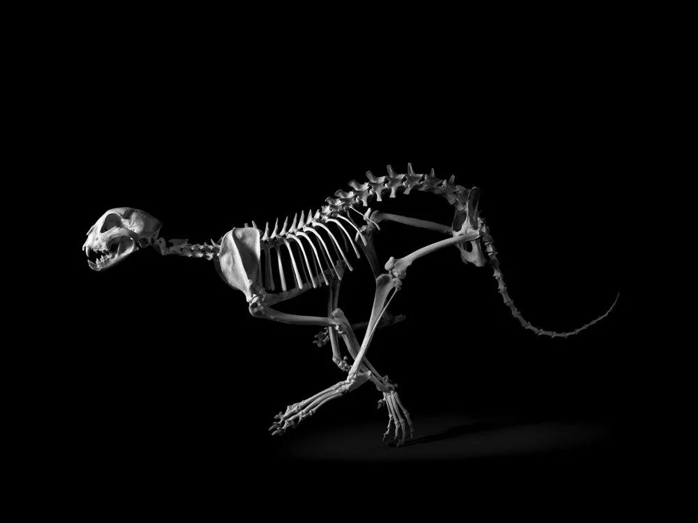 Люди скелеты живые. Скелет животного. Скелеты разных животных. Необычные скелеты животных.