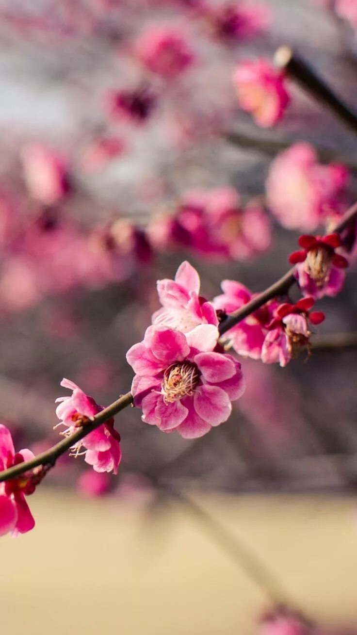 Plum blossom. Цветы Сакуры. Цвет Сакуры. Цветущая Сакура.