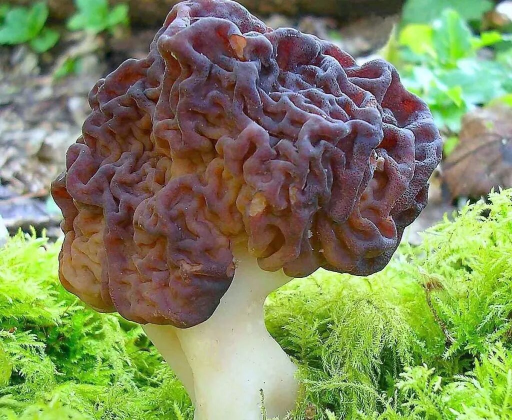 Строчок гигантский — gyromitra gigas. Строчок гриб съедобный. Гриб строчок и сморчок. Гриб мозговик. Гриб мозговик.