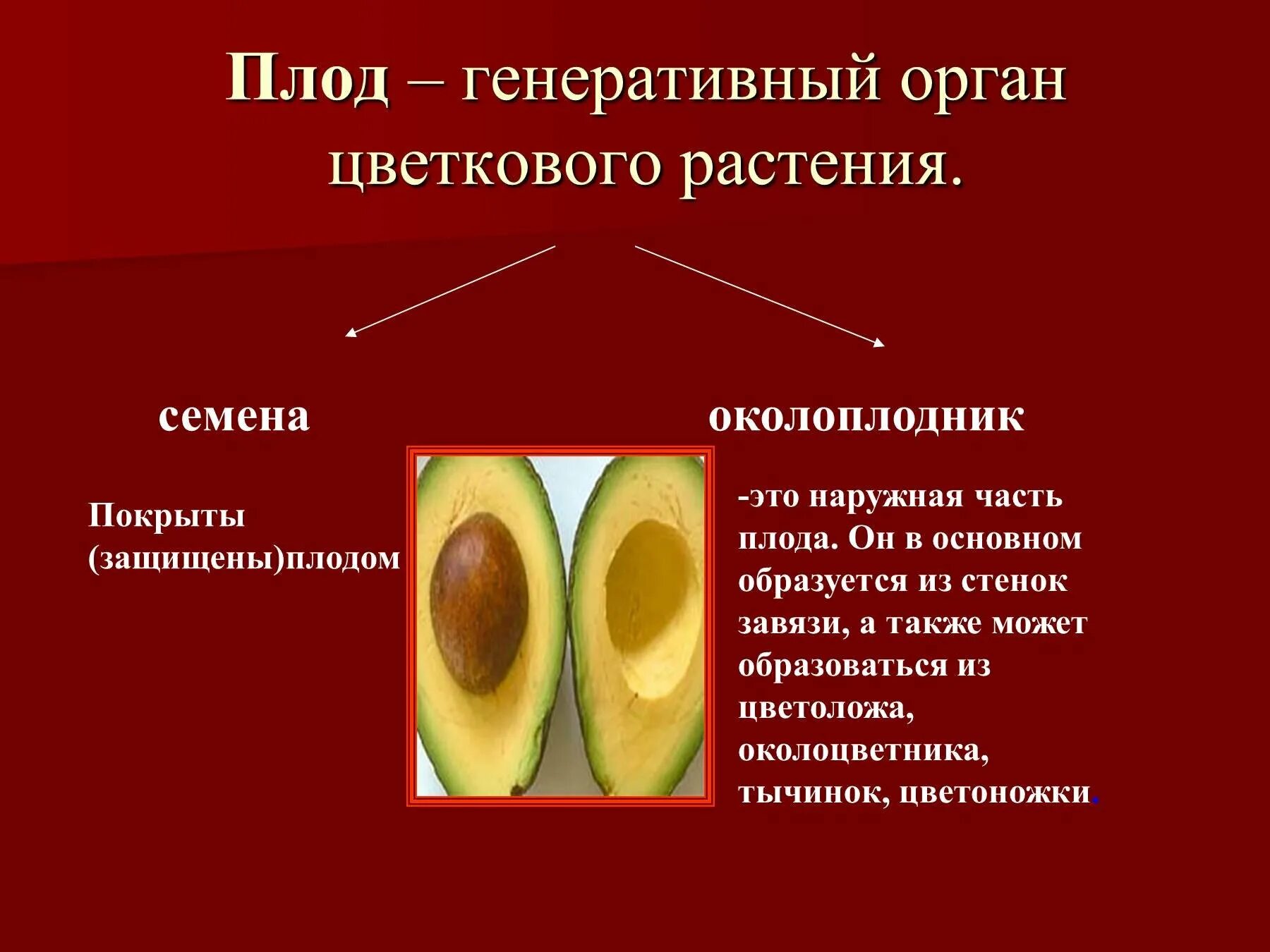 Плод цветка образуется из. Плод это генеративный орган. околоплодник наружная. околоплодник у растений. плоды цветковых растений.