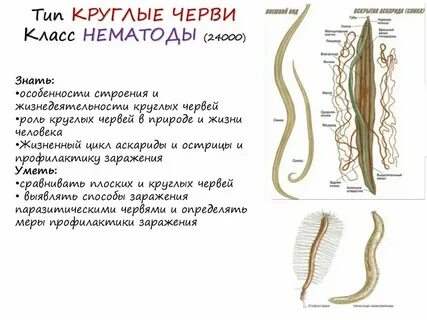 Тип круглые черви развитие
