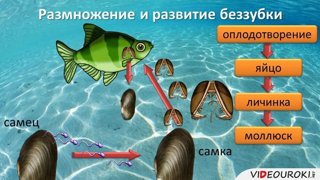 Тип развития мидии прямое или с метаморфозом. Размножение двустворчатых моллюсков схема. двустворчатые моллюски цикл развития. цикл развития двустворчатых моллюсков. размножение беззубки обыкновенной.