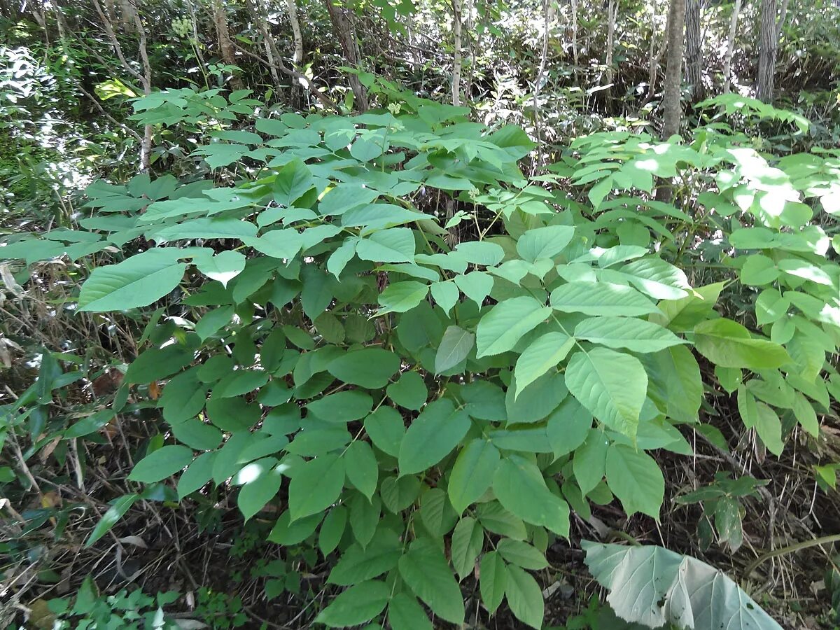 Аралия маньчжурская (aralia mandshurica). Женьшень рассада. Аралия колючая. Аралия маньчжурская колючки. Аралия маньчжурская колючая.