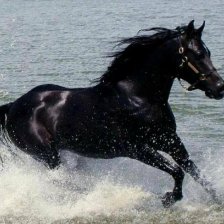 Черный конь скачет. Лошадь бежит. Лошадь бежит по воде. Лошадь в брызгах воды.