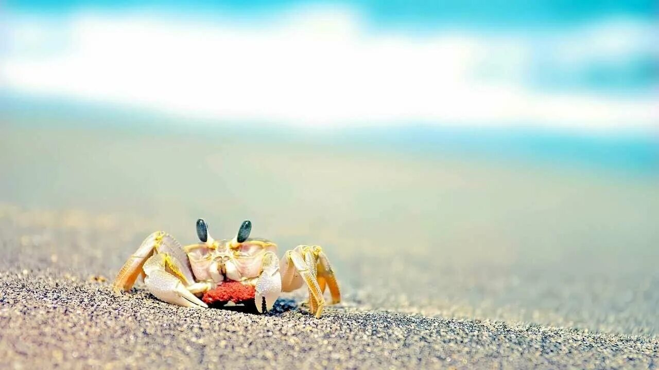 Стол краб. Морской краб. Краб на пляже. Крабик на пляже. Краб на песке.
