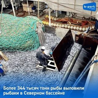 Тонна рыбы