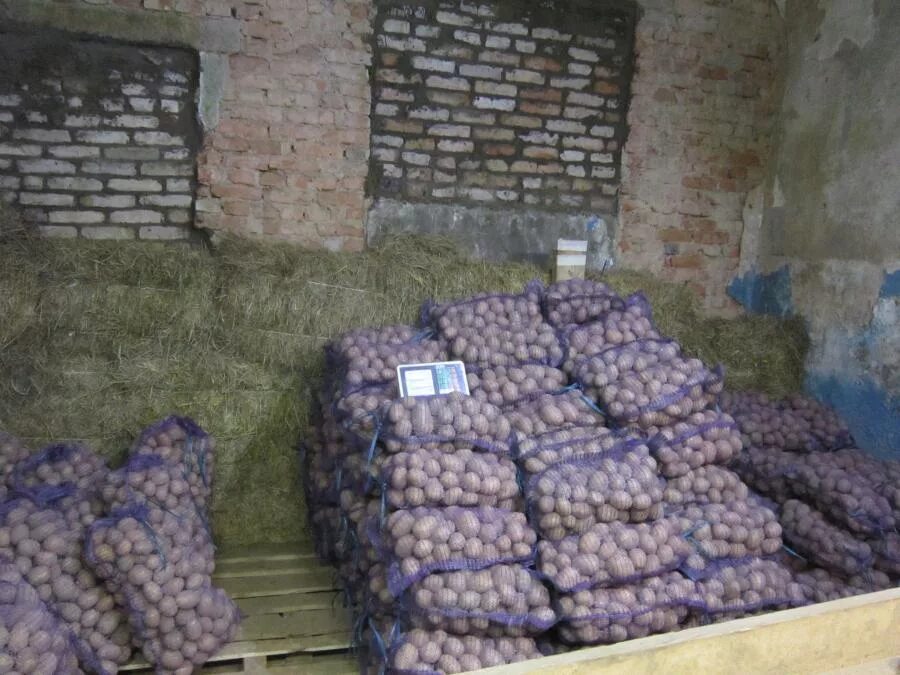 Когда необходимо проводить переборку овощей. Переборка картошки. переборщик картофеля. переборщик овощей. переборка картошки в ангаре.