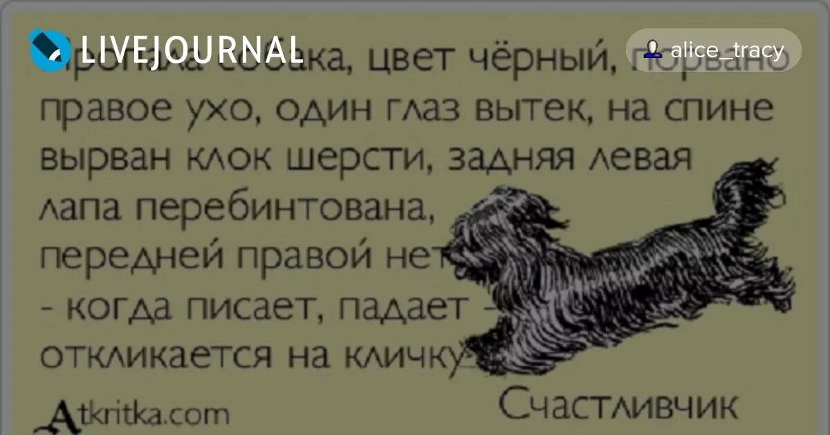 Потерялся щенок. Ресторан в тольятти счастливчик лаки. Анекдот пес счастливчик. Кличке счастливчик. Анекдот откликается на кличку счастливчик.