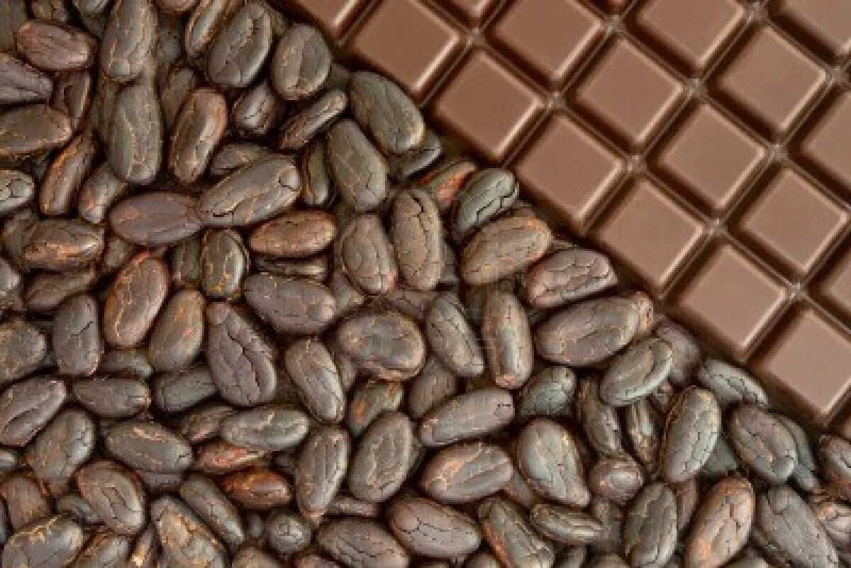 Зерна шоколада. Сасао Бобы. Какао Бобы. Какао и какао Бобы. Зерна какао.