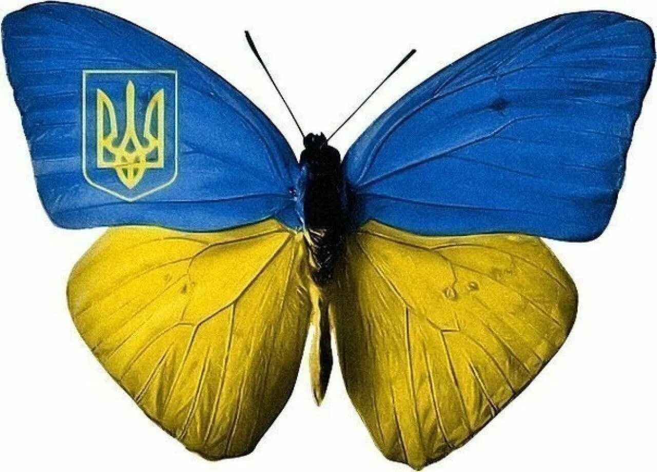 Бабочка на украинском. Желтушка золотистая. Желто голубая бабочка. Красивые бабочки на цветах. Сине желтая бабочка.