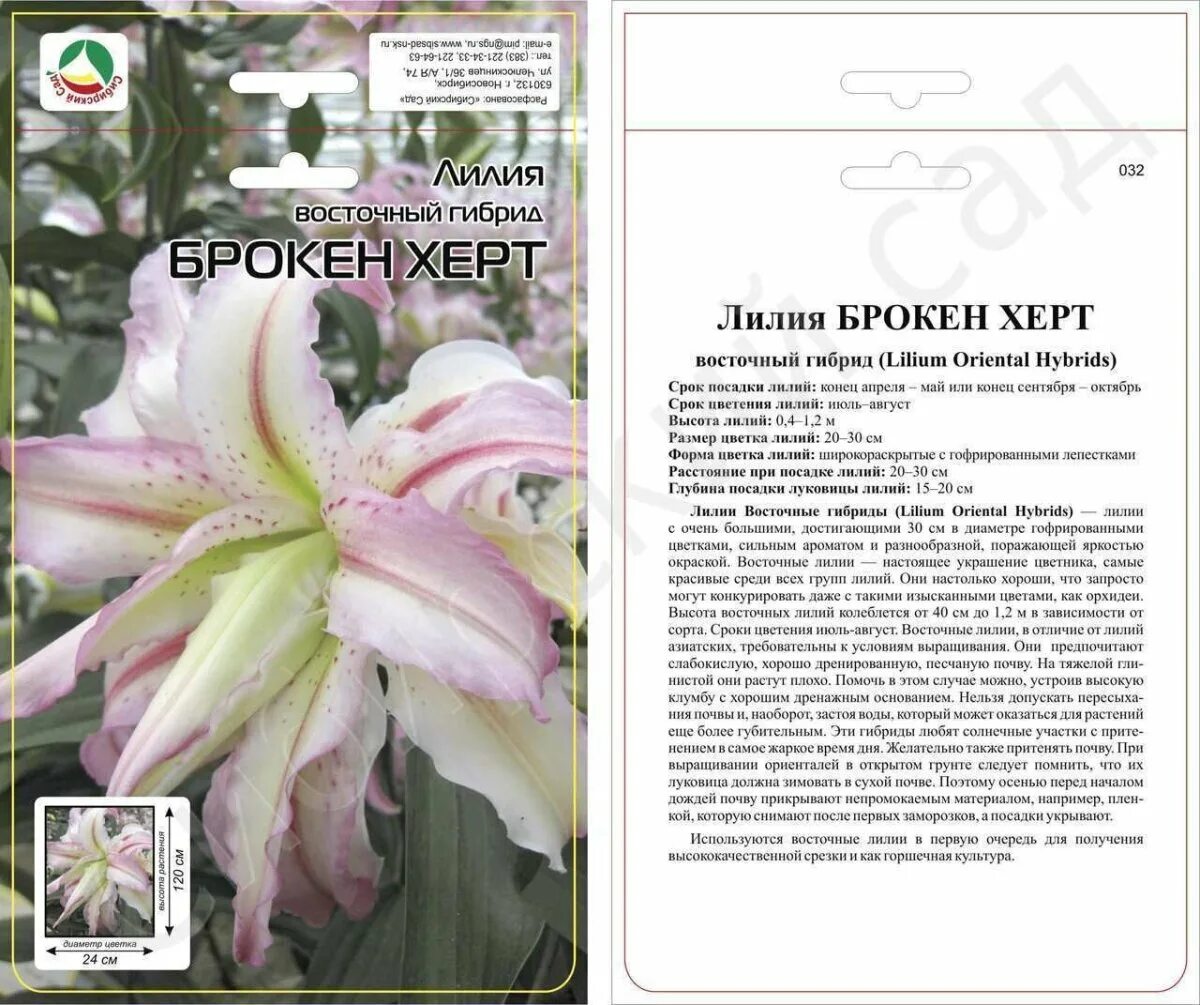 Лилия брокен харт описание. Лилия восточная махровая брокен харт. лилия восточная махровая брокен харт (1 шт.). лилия восточная махровая брокен хат. лилия восточная махровая (ориенталь) брокен харт.