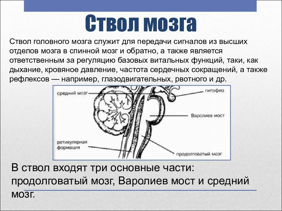 Структура ствола мозга включает. Ствол мозга рефлексы ствола. Ствол головного мозга схема. Опухоль ствола головного мозга. Ствол мозга анатомия.