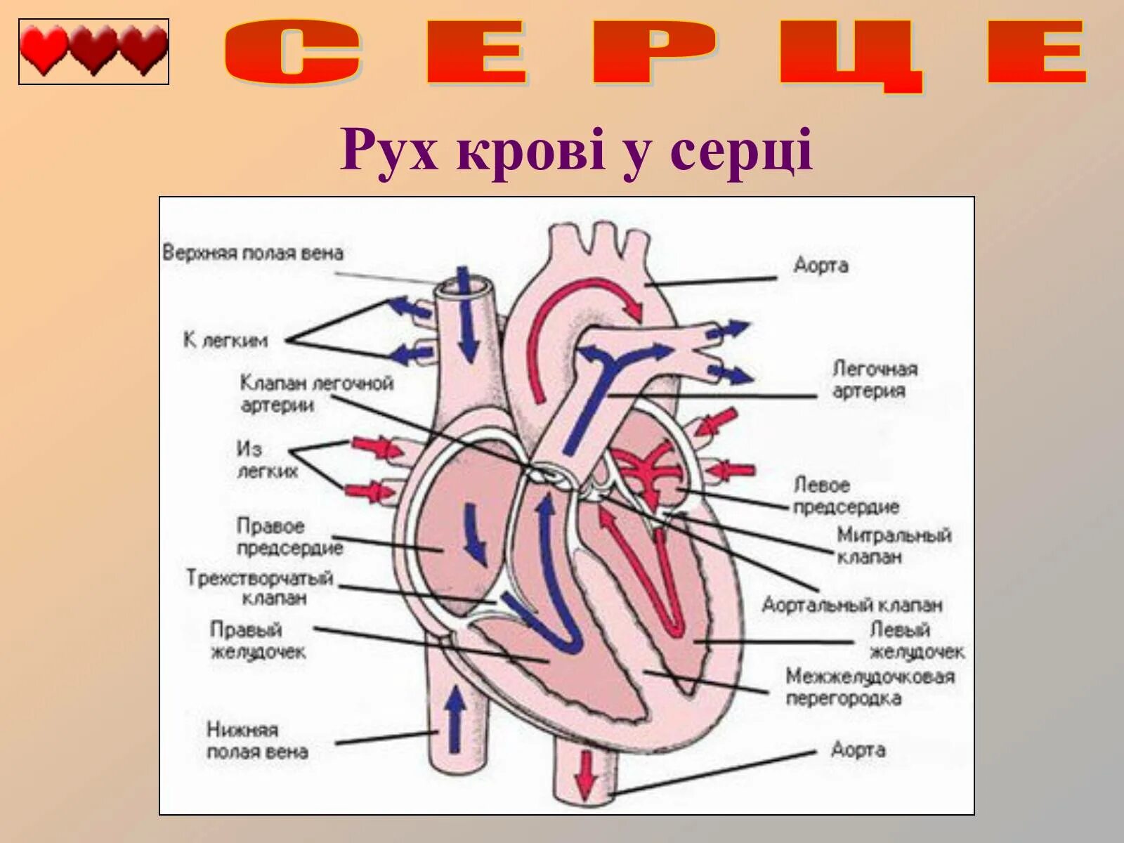 Строение сердца человека схема клапаны. Строение сердца с клапанами схема. Схема внутреннего строения сердца. Строение сердца рисунок. От левого предсердия к легким