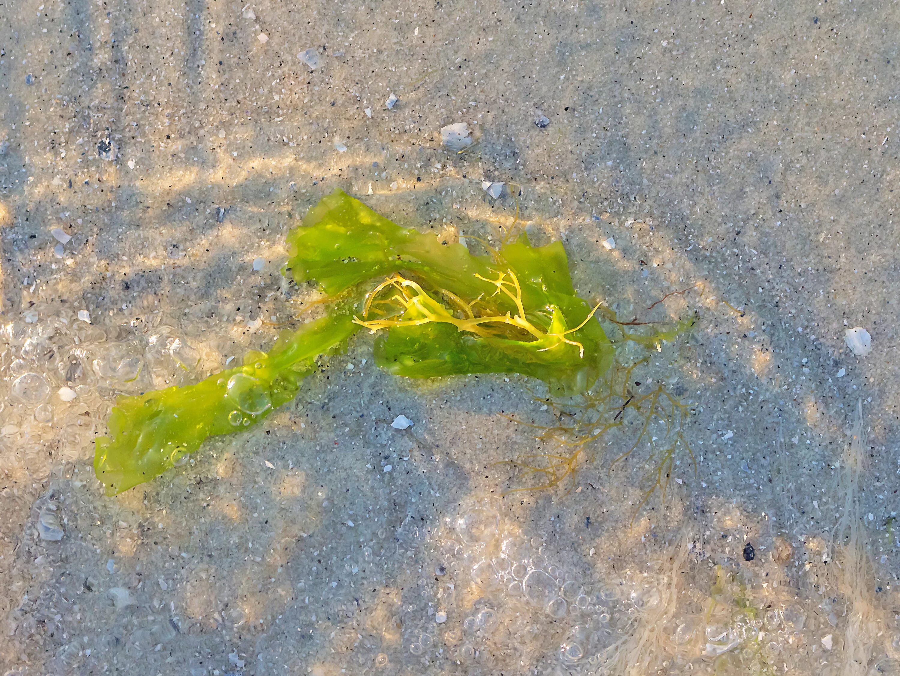 Воздух в водорослях. Наземные водоросли. Водоросли в почве. Наземные зеленые водоросли. Водоросли на суше.