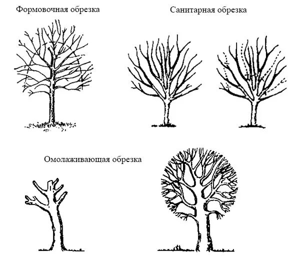 Обрезка деревьев черешни. Схема обрезки черешни. санитарная обрезка древесного растения. схема обрезки вишни весной для начинающих. тип обрезки это.