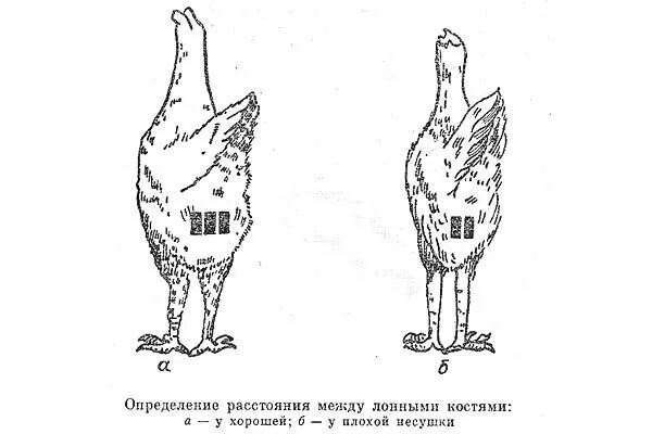 У молодых цыплят нет заметных половых различий