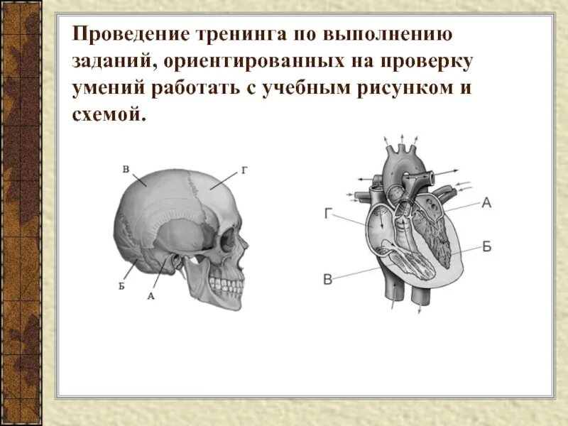 Рассмотрите изображение и выполнение заданий. Примеры практикориентированных заданий по анатомии человека.
