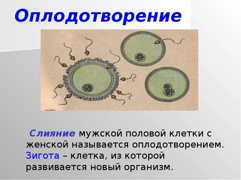 Оплодотворение клетки. Половые клетки. Соматически клетки половые клетки. Строение половых клеток.