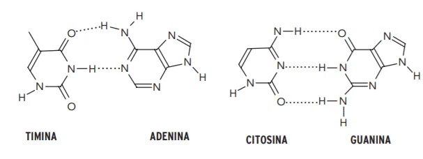Водородный связи между аденином и тимином. Комплементарность аденин Тимин. Тимин аденин гуанин комплементарность. Тимин гуанин цитозин Тимин комплементарность. Гуанин цитозин комплементарность.