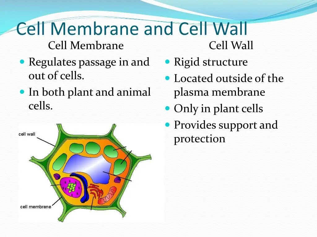 Cell membrane and Cell Wall in Plant Cell. Cell Wall membrane. Function of Cell Wall. Plant Cell Wall structure.