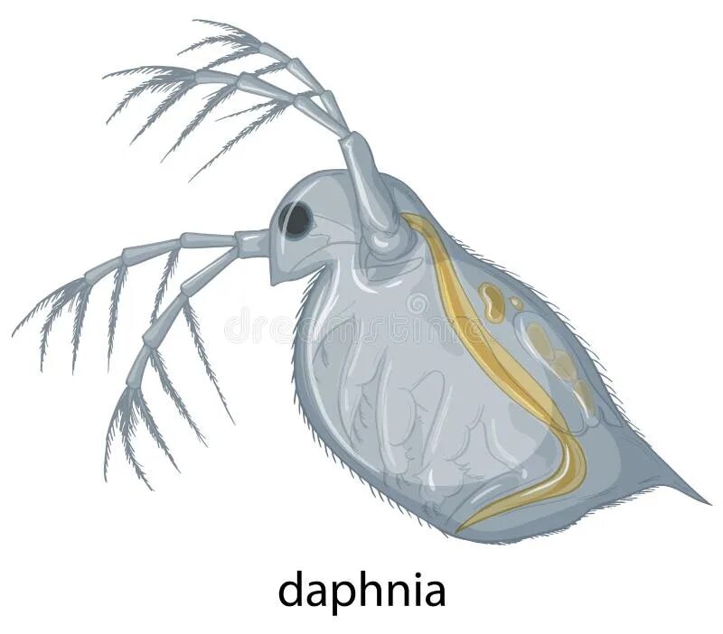 Дафния кожно мускульный мешок. Дафнии. Дафния на белом фоне. Дафния рисунок. Дафния зарисовка.