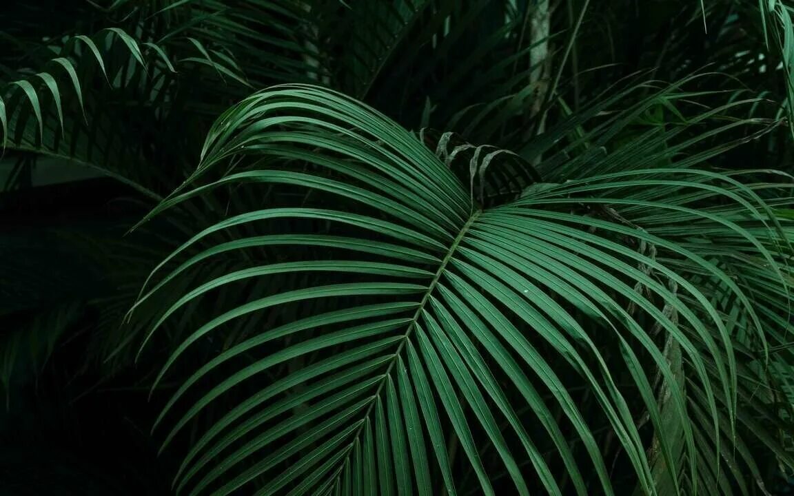 Как выглядят листья пальмы palm tree close up Google Search Palm trees wallpaper, Tree wallpaper iphone,