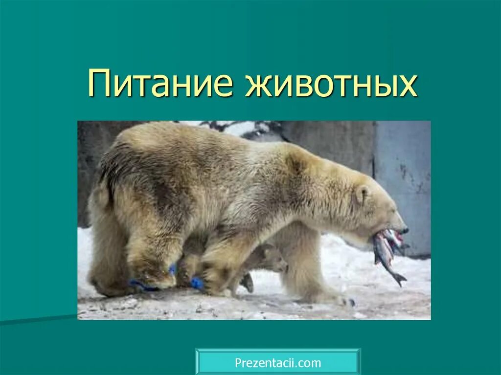 Урок питание животных. Питание животных. питание животных презентация. как питаются животные. питание животных биология.