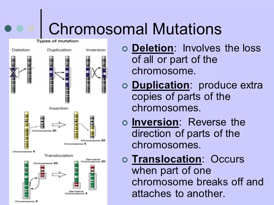 Global mutation. Chromosomal Mutations. Chromosome Mutation. Types of Mutations. Chromosomal Mutation deletion.