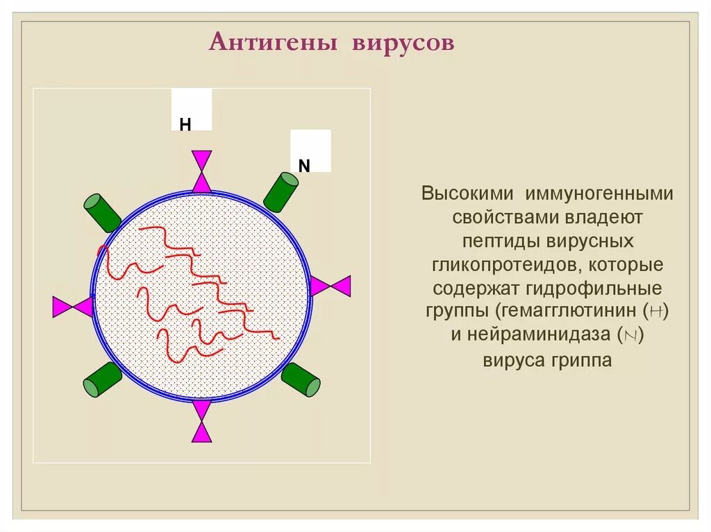 Выработка антигенов. Антигенная структура вирусов микробиология. Антигенная структура вирусной частицы микробиология. Антигенная структура вируса гриппа. Коронавирусы антигены микробиология антигены.