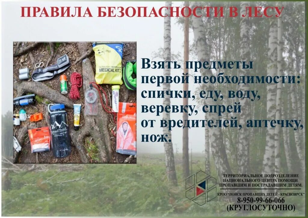 Что нужно делать чтобы выжить. Памятка выживания в лесу. правила как выжить в лесу. алгоритм выживания в лесу. выживание в лесу советы.