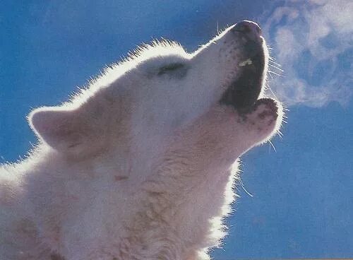 Сигналы животных. Слон кричит. Слон с поднятым хоботом. Сигнал звуки животных. Люди и звуки животных.