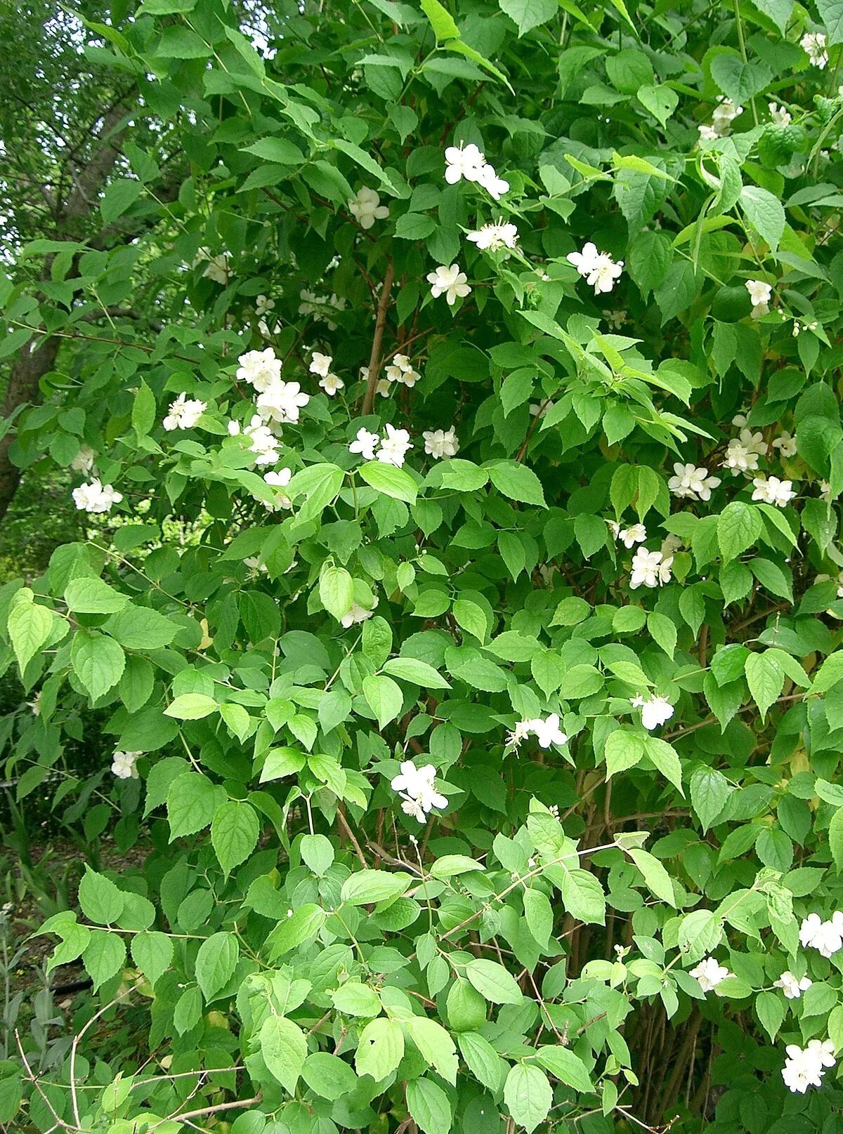 Чубушник листья. Плоды чубушника тонколистного. Чубушник листья. Чубушник венечный филадельфус коронариус. Чубушник вирджинал.