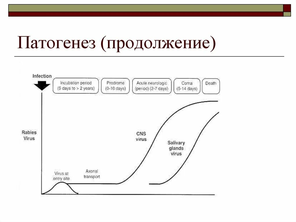 Патогенез бешенства схема. Эпидемиология патогенез бешенства. Патогенез вируса бешенства схема. Патогенез бешенства у человека.