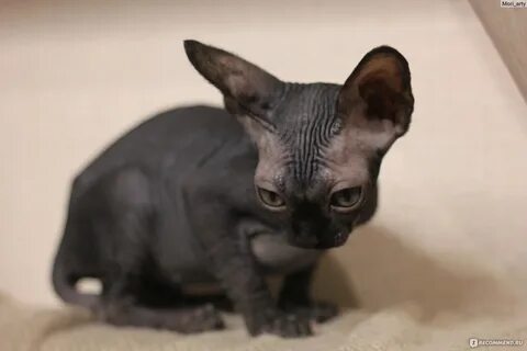Котенок сфинкса 1 месяц