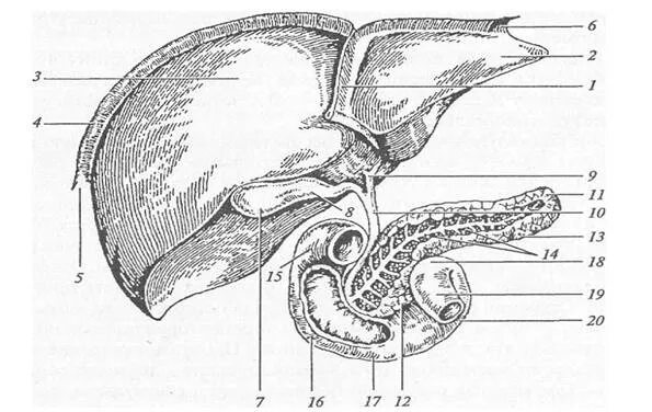 Печень 12 перстной кишки. Печень двенадцатиперстная кишка поджелудочная железа. Печень поджелудочные железы 12 перстная кмшка. 12-Перстная кишка печень поджелудочная железа строение. 12 Перстная кишка печень поджелудочная железа рисунок.
