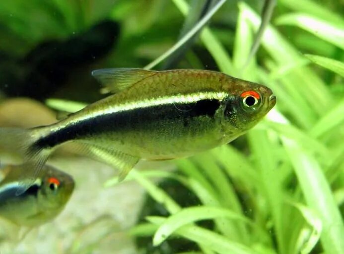 Неон чёрный (Hyphessobrycon herbertaxelrodi) 2-2,5 см купить за 36 руб. - ZOOMIX