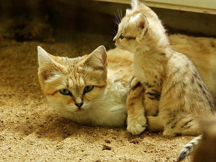 Котята их жизнь