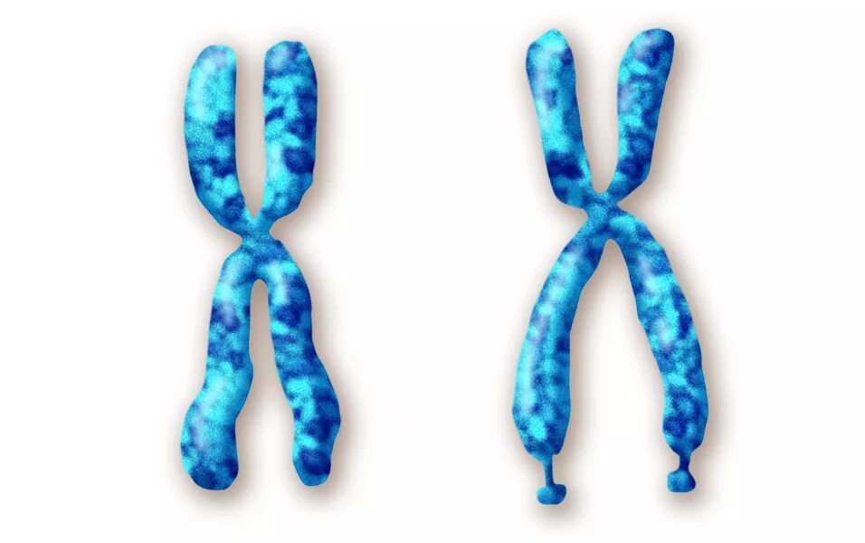 Хромосомы краба. Синдром ломкой x-хромосомы. Х И У хромосомы.