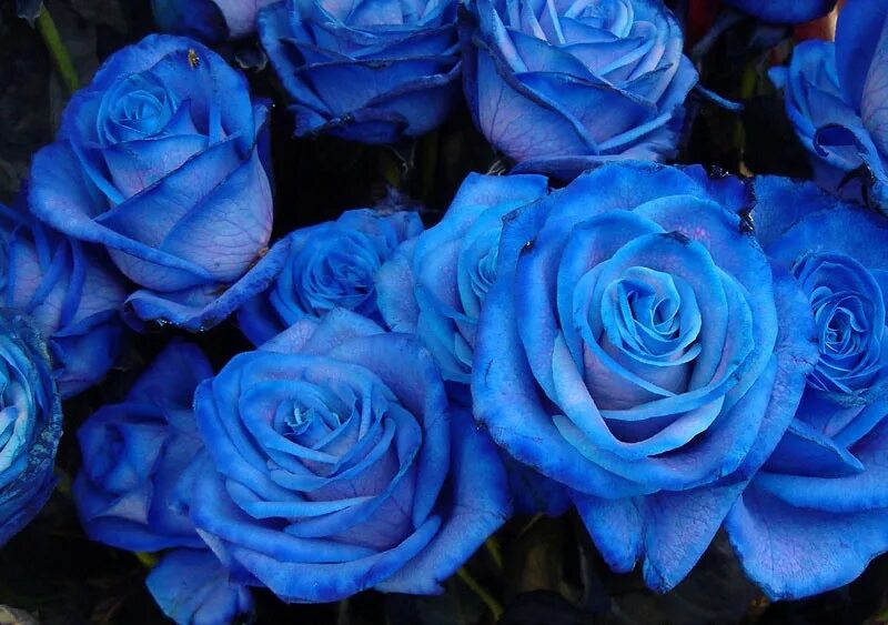 Выполнен в голубом цвете голубой. Голубые розы Сантори.