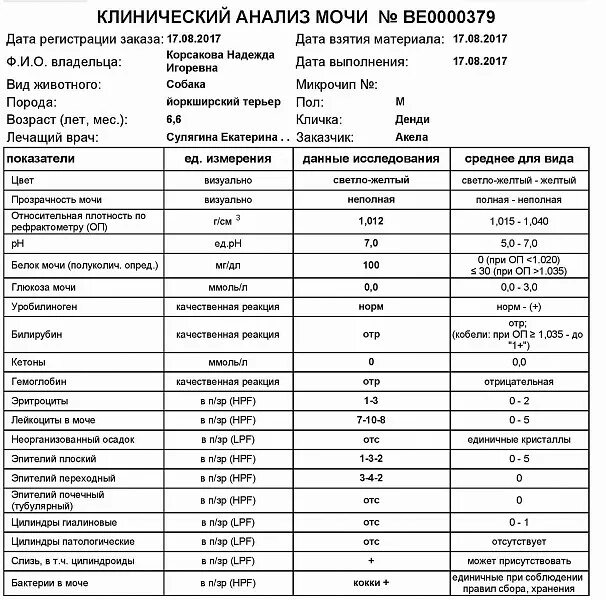 Белок в моче 40. Нормальные показатели анализа мочи эпителий. Эпителий в моче у женщин норма после 40 лет таблица. Эпителий 2 в моче норма. Анализ мочи эпителий плоский норма.